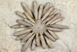 Jurassic Club Urchin (Gymnocidaris) - Boulmane, Morocco #179466-1